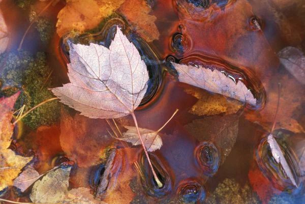 Northeast, Fall leaves in puddle with reflections